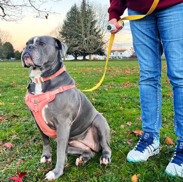 🐾 Instant Control Dog Leash – For Calm Walks, Even in Chaos
