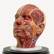 Full Anatomical Head Simulator - PRO Version with Realistic Skull 💀⚡