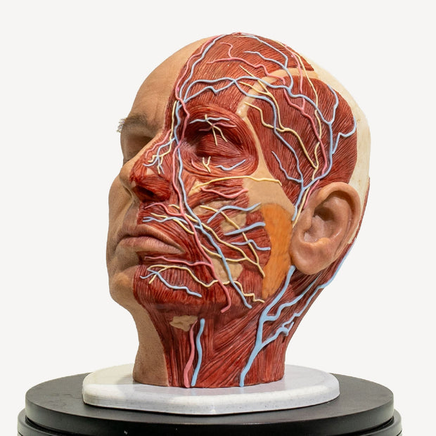 Full Anatomical Head Simulator - PRO Version with Realistic Skull 💀⚡