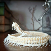 Skeleton & Butterfly Art Piece 💀🦋