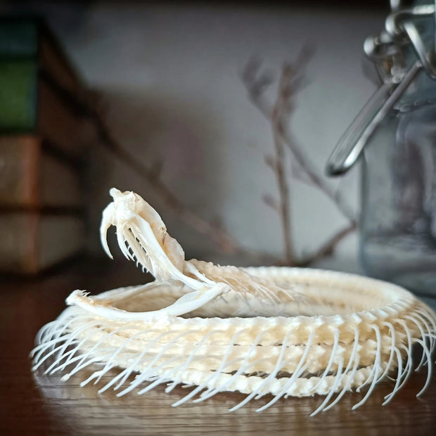 Skeleton & Butterfly Art Piece 💀🦋