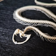 Skeleton & Butterfly Art Piece 💀🦋