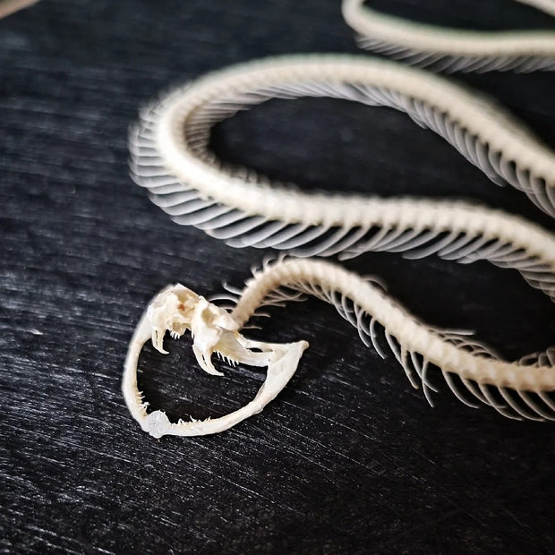 Skeleton & Butterfly Art Piece 💀🦋