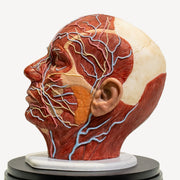 Full Anatomical Head Simulator - PRO Version with Realistic Skull 💀⚡