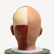 Full Anatomical Head Simulator - PRO Version with Realistic Skull 💀⚡