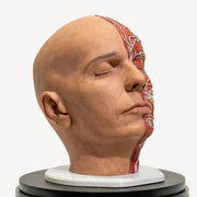 Full Anatomical Head Simulator - PRO Version with Realistic Skull 💀⚡
