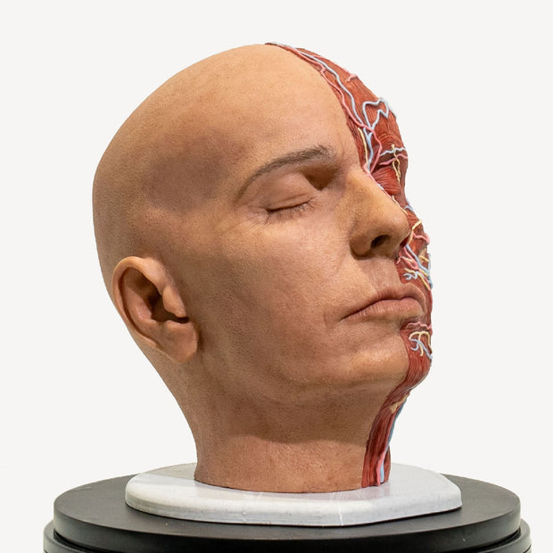 Full Anatomical Head Simulator - PRO Version with Realistic Skull 💀⚡
