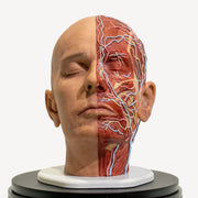 Full Anatomical Head Simulator - PRO Version with Realistic Skull 💀⚡